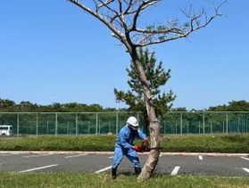 シセツナデシコ七変化