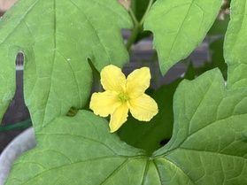 グリーンカーテンにお花が咲きました！