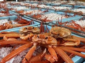 ９月漁解禁！！「香住蟹」