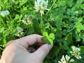 四つ葉ミッケ！🍀