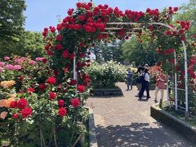 金沢南総合運動公園バラ園に行ってきました