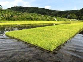 【新連載】米作り始まる！！ <br>堀川の田植え日記🍚④