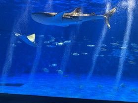 いおワールドに行ってきました。