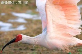 いよいよトキが放鳥されます！