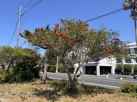 海紅豆が咲きはじめました