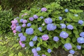 最近では季節らしく「紫陽花」が咲き始めました。