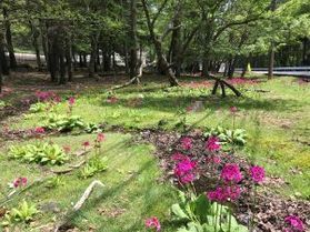 奥日光植物開花状況(戦場ヶ原・湯ノ湖周辺編)