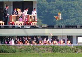 本州初！トキ放鳥 記念式典に行ってきました♬（激写に成功！）