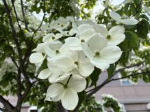 ヤマボウシの花が咲きました♪
