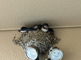 巣立ちました🐤