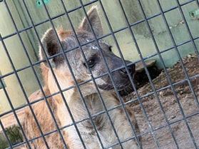 日本平動物園で過ごす、のんびり癒やしの一日