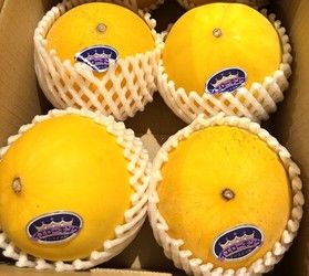 ついに売店にイエローキングが入荷しました。