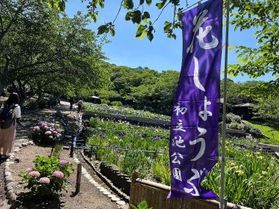 初夏の風物詩　「花菖蒲」と「紫陽花」