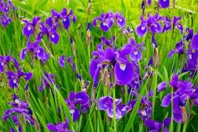 菖蒲見に行きませんか？
