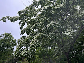 白い花を咲かせる植物について