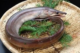 平日限定特別企画！！旬の食材を召し上がりませんか？
