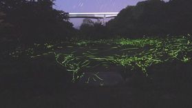 ホタルが見られる季節到来♪オフピーク旅でお得に旅をしよう！