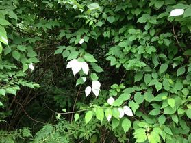 △▼△ いい旅 △▼△旅の途中の葉の白い植物は何だろう。