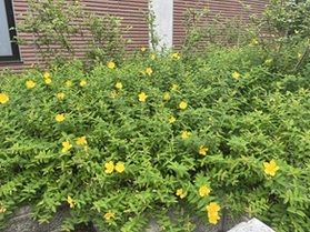 キンシバイ咲き始めました!