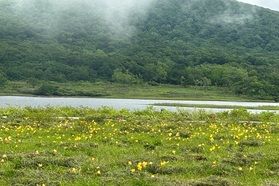 雄国沼アクセス情報(ラビスパ~雄子沢間シャトルバス中止)