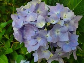 紫陽花開花情報♪