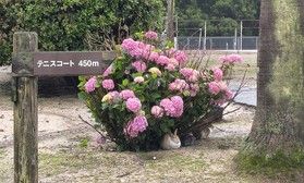 雨の日のウサギさん便り