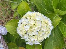 指宿に紫陽花が咲きました