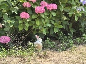 【最新】紫陽花写真おすそ分けです☆