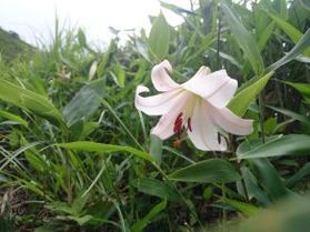 上蒜山ササユリ登山