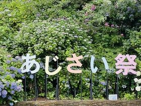 6月だけの絶景、下田あじさいまつりへ