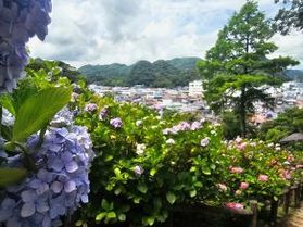 梅雨晴れを彩る紫陽花