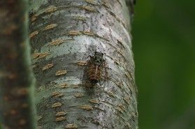 初夏の森に響く大合唱! エゾハルゼミ