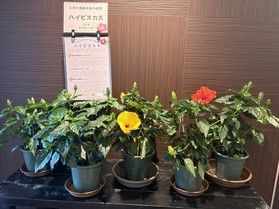夏を彩るハイビスカス
