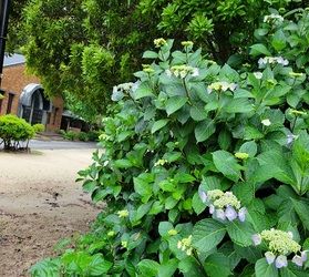 紫陽花とウサギのツーショット写真を求めて
