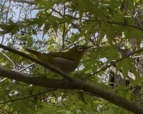 五色台に棲む野鳥と香川の県民鳥について🐦