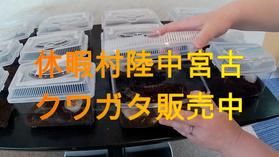 クワガタ販売中
