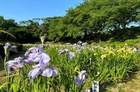 毎年恒例!北潟湖畔の花菖蒲園が見頃を迎えています!