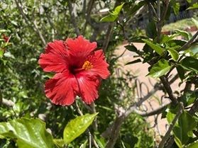 初夏を彩るハイビスカス
