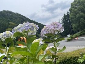 あじさい観察日記🌸