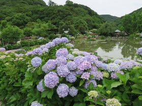 紫陽花見頃です♪・・・あわじ花山水
