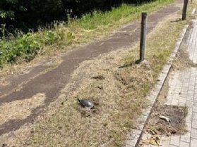 ビオトーープ!【カメは、居まんねん】