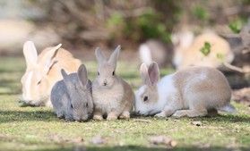 臨時休館のお知らせ