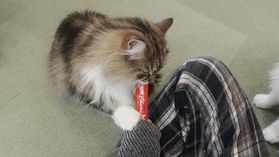 ふわもふねこちゃんたちに会うならここ！！