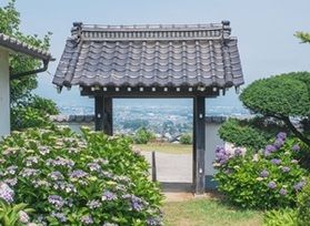 お寺で見る紫陽花