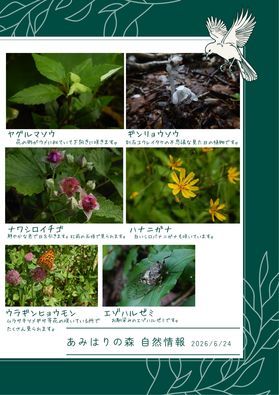 あみはりの森自然情報(第6回)