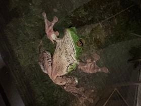 休暇村妙高でモリアオガエルに会いました🐸