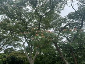 梅雨時にネムノキ 今年も咲きました