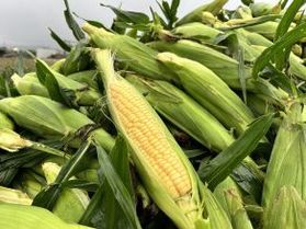 渥美で朝採れとうもろこしを食べよう🌽!!!!