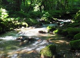 神秘の森「木谷沢渓流」