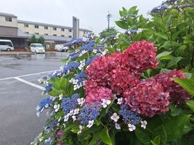 近江八幡の天気と梅雨博士